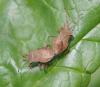 Coreus marginatus