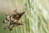 58147 – Photo : Joseph Rezeau – France (35)