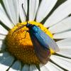 58008 – Photo : Joseph Rezeau – France (35)