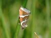 58185 – Photo : Jean DEXHEIMER – France (40)