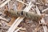 Lasiocampa quercus