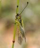 58142 – Photo : FATON Jean-Michel – France (04)