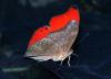 58873 – Photo : Michel Beaurain – Kenya