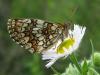 58541 – Photo : Bernadette Cassel – France (69)