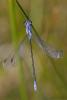 58037 – Photo : Marc Solari – France (13)