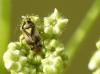 58657 – Photo : Franck Buron – France (49)