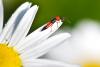 58298 – Photo : Daniel Ventard – France (71)