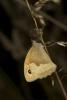 58966 – Photo : Michel Renou – France (91)