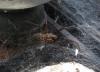 Tegenaria sp.