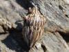 58026 – Photo : Canigou – France (66)