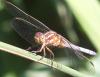 58344 – Photo : LECA Paul Francois – France (33)