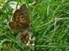 58367 – Photo : Larue Philippe – France (44)