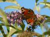 58264 – Photo : Larue Philippe – France (49)