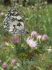 58920 – Photo : Larue Philippe – France (44)