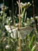 58535 – Photo : Larue Philippe – France (44)