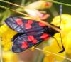 58987 – Photo : David Guedon – France (76)