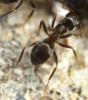 58875 – Photo : David Guedon – France (76)