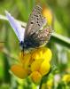 58986 – Photo : David Guedon – France (76)