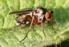 58812 – Photo : David Guedon – France (76)