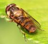 58811 – Photo : David Guedon – France (76)