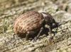 58729 – Photo : David Guedon – France (76)