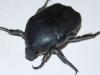 Potosia opaca