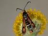 58442 – Photo : Bernard BOHER – France (09)