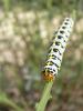 58783 – Photo : Simon Labonne – France (34)
