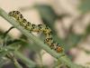 58781 – Photo : Simon Labonne – France (34)