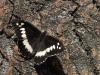 58981 – Photo : Simon Labonne – France (34)