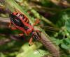 58509 – Photo : Claire RIGOULAT – France (81)