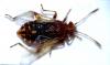 Rhopalus conspersus
