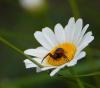 58252 – Photo : Dominique Bataille – France (30)