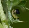 58888 – Photo : Pelouard – France (72)