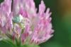 58398 – Photo : Robert Henno – France (84)