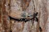58363 – Photo : Sebastien Damoiseau – France (18)