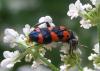 58679 – Photo : H. Dumas – France (13)