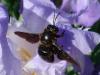 58400 – Photo : lopinga74 – France (74)
