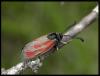 58521 – Photo : Olivier Bouteleux – France (80)