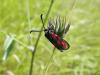 58556 – Photo : Marielle Tardy – France (26)