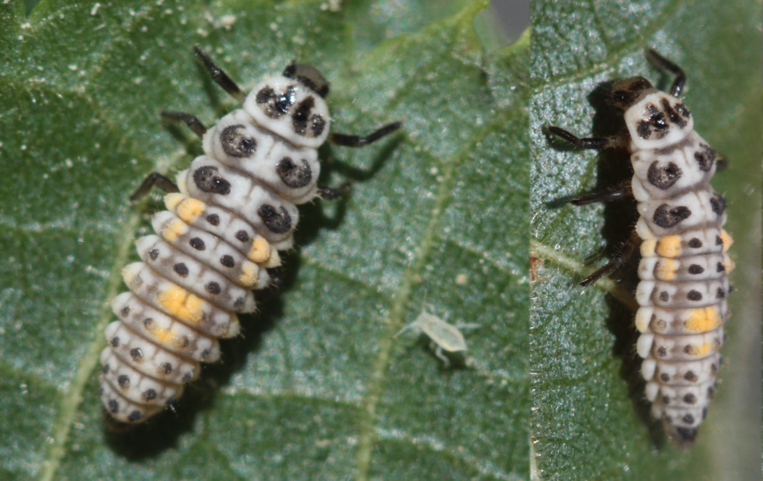 Jérémie Lemarié - Adalia (Adalia) decempunctata - réf. 58924 (1500 x 947 pixels, 213 ko)