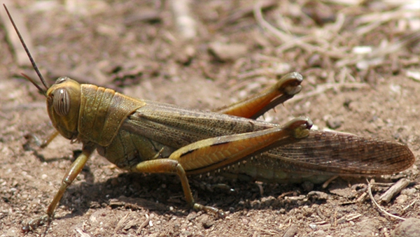 Christian Widmann - Anacridium aegyptium - réf. 58795 (600 x 339 pixels, 214 ko)