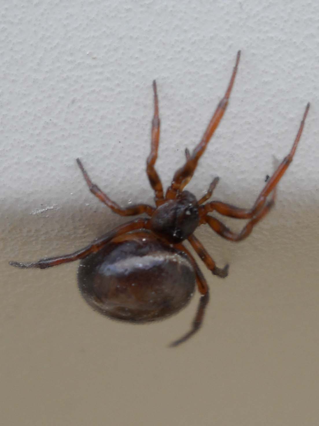 Zogrot - Steatoda bipunctata - réf. 58426 (1103 x 1470 pixels, 69 ko)
