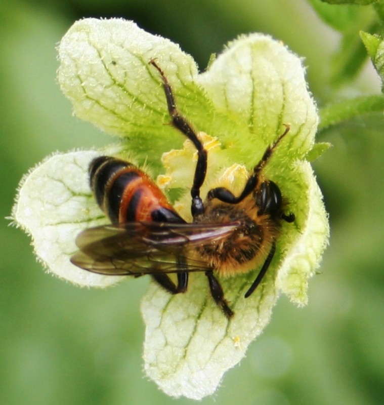 David Guedon - Andrena (Poliandrena) florea - réf. 58246 (759 x 800 pixels, 104 ko)
