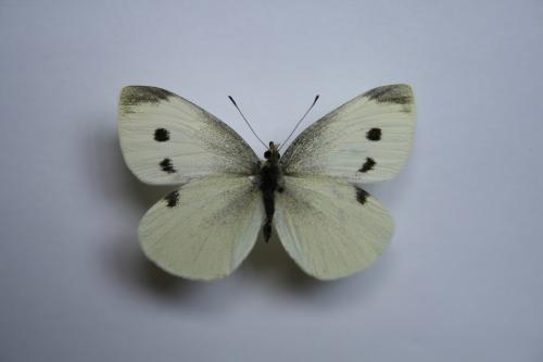 Pieris rapae
