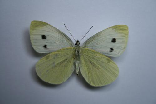 Pieris rapae