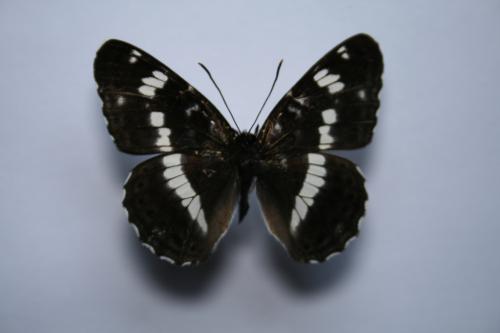 Réf. 59 865 : Limenitis camilla