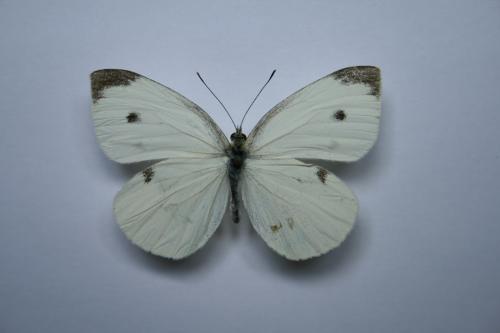 Pieris rapae