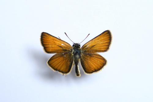 Thymelicus lineola