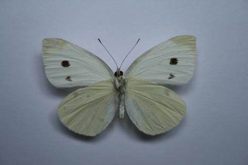 Pieris rapae